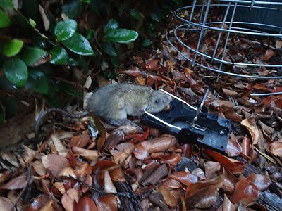 rodent trapping