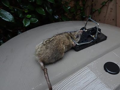 rodent trapping